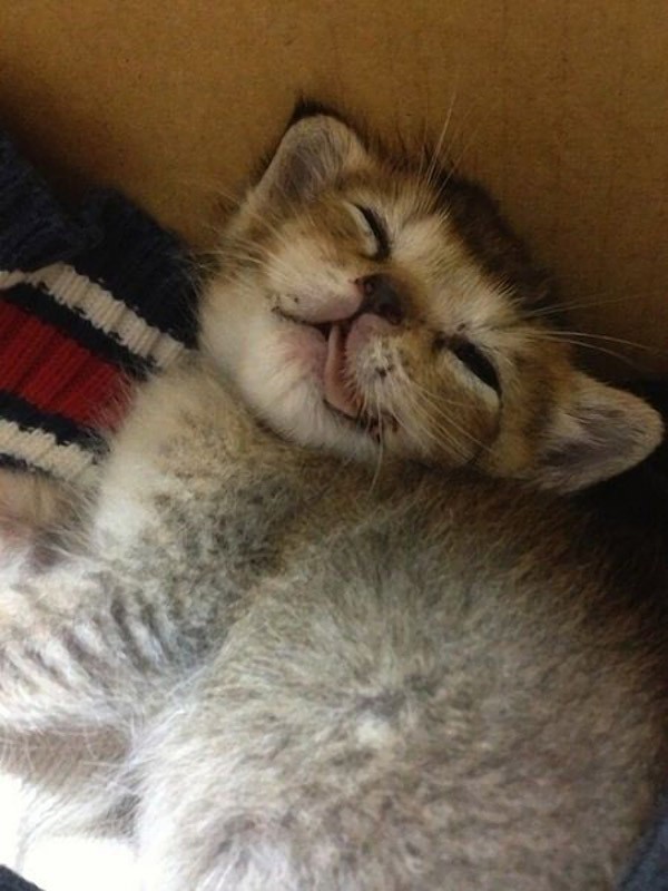 Трогательная история новой интернет-звезды котенка Васаби-чан Трогательная, история, котенка ,Васаби - чан, костюмы, интернет