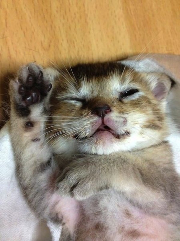 Трогательная история новой интернет-звезды котенка Васаби-чан Трогательная, история, котенка ,Васаби - чан, костюмы, интернет