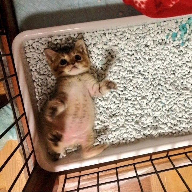 Трогательная история новой интернет-звезды котенка Васаби-чан Трогательная, история, котенка ,Васаби - чан, костюмы, интернет