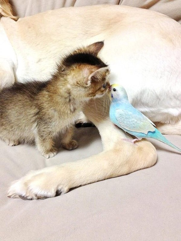 Трогательная история новой интернет-звезды котенка Васаби-чан Трогательная, история, котенка ,Васаби - чан, костюмы, интернет