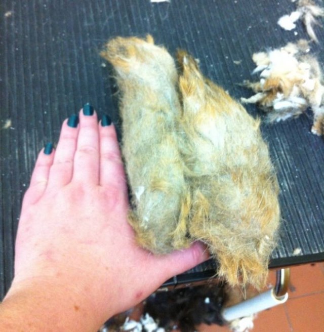 кот, шерсть, заросший кот 