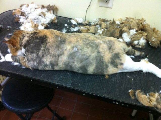 кот, шерсть, заросший кот 