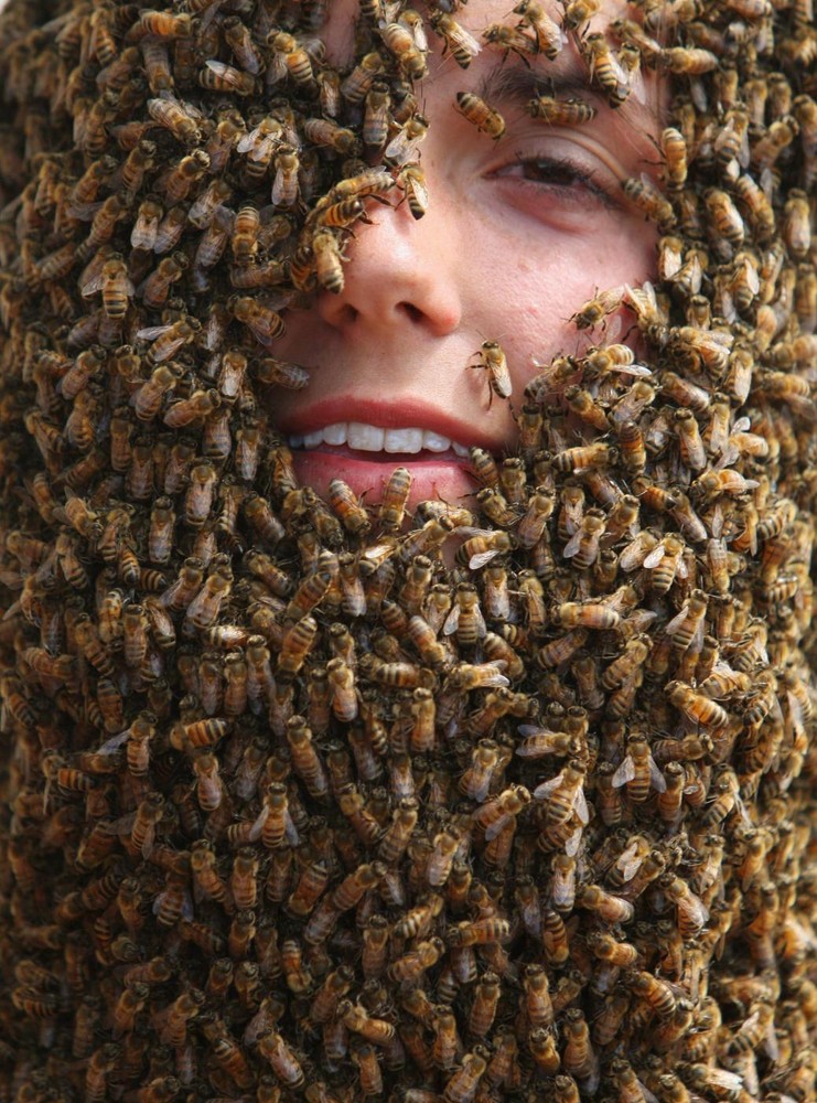 Почему пчелы летят в волосы