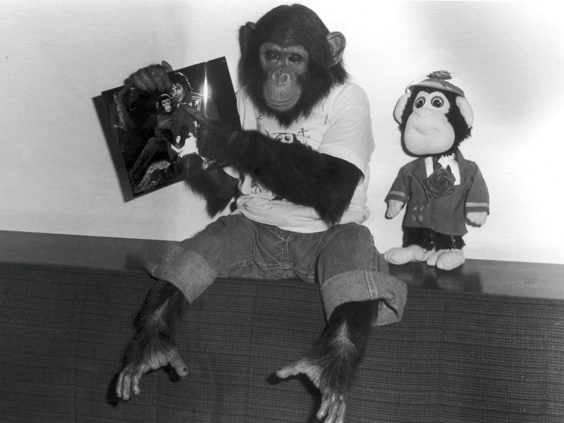 животные,богатые животные 