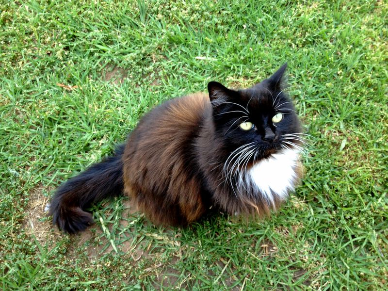 животные,богатые животные 