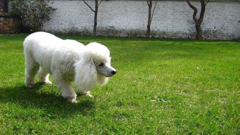 животные,богатые животные 