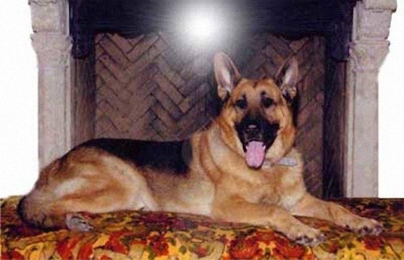 животные,богатые животные 