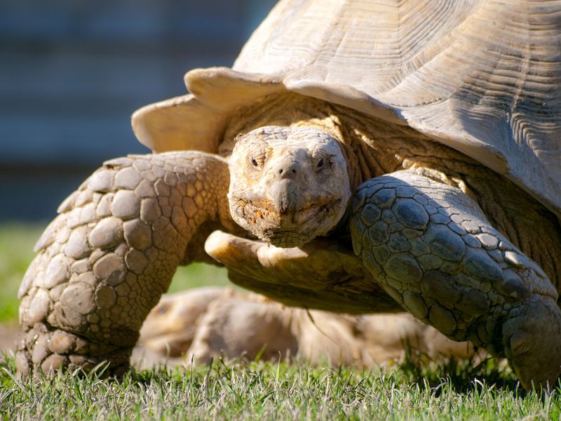 животные,богатые животные 