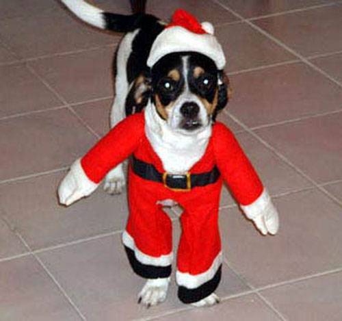 новый год, праздник, смешное,россия