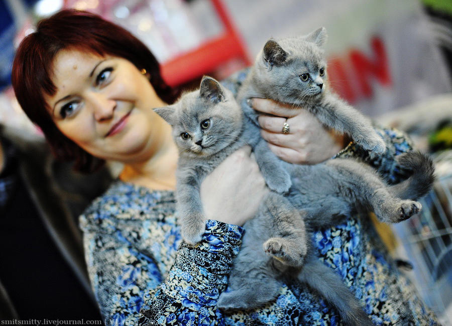 Выставка породистых кошек во Владивостоке коты и кошки, выставка, Владивосток