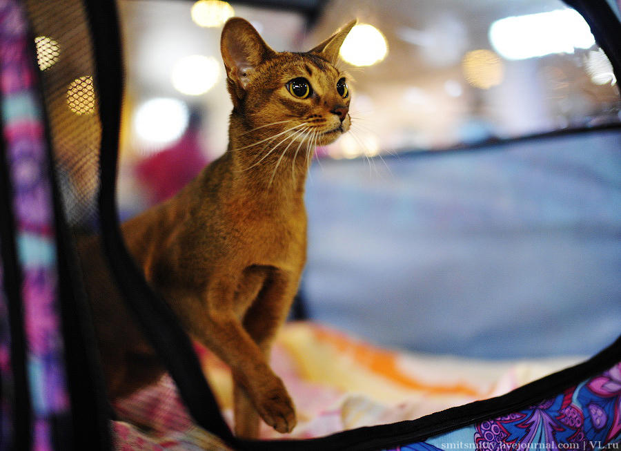 Выставка породистых кошек во Владивостоке коты и кошки, выставка, Владивосток