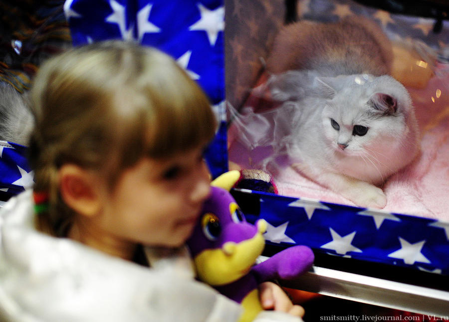 Выставка породистых кошек во Владивостоке коты и кошки, выставка, Владивосток