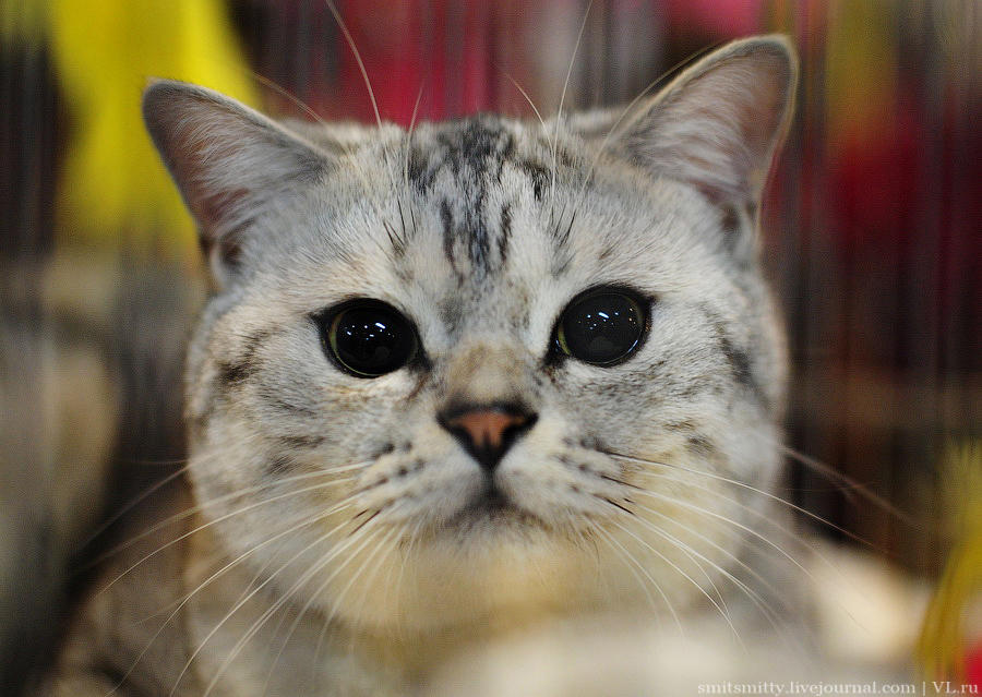 Выставка породистых кошек во Владивостоке коты и кошки, выставка, Владивосток