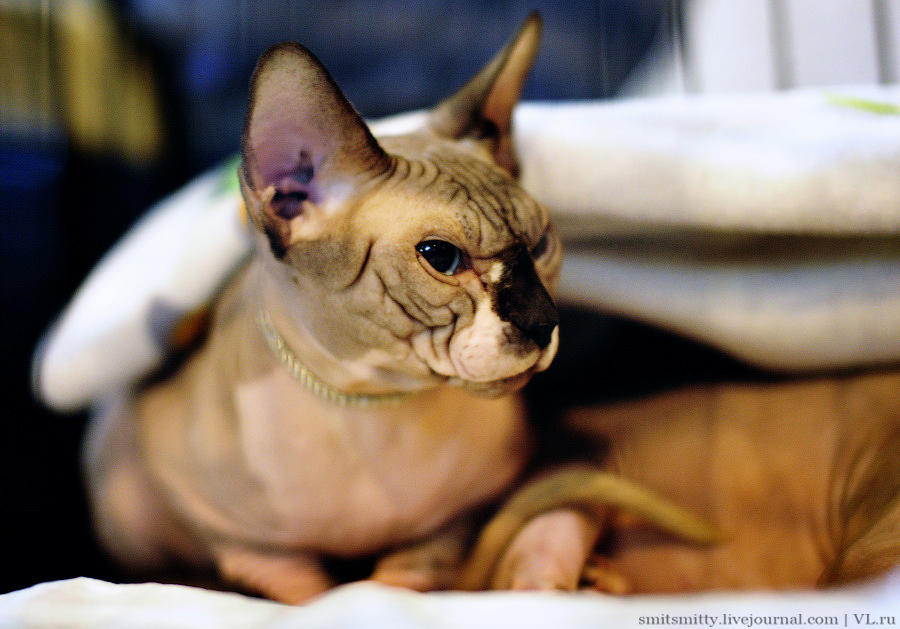 Выставка породистых кошек во Владивостоке коты и кошки, выставка, Владивосток