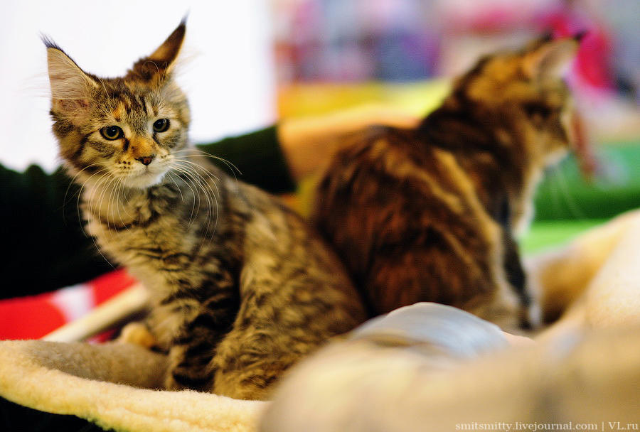 Выставка породистых кошек во Владивостоке коты и кошки, выставка, Владивосток