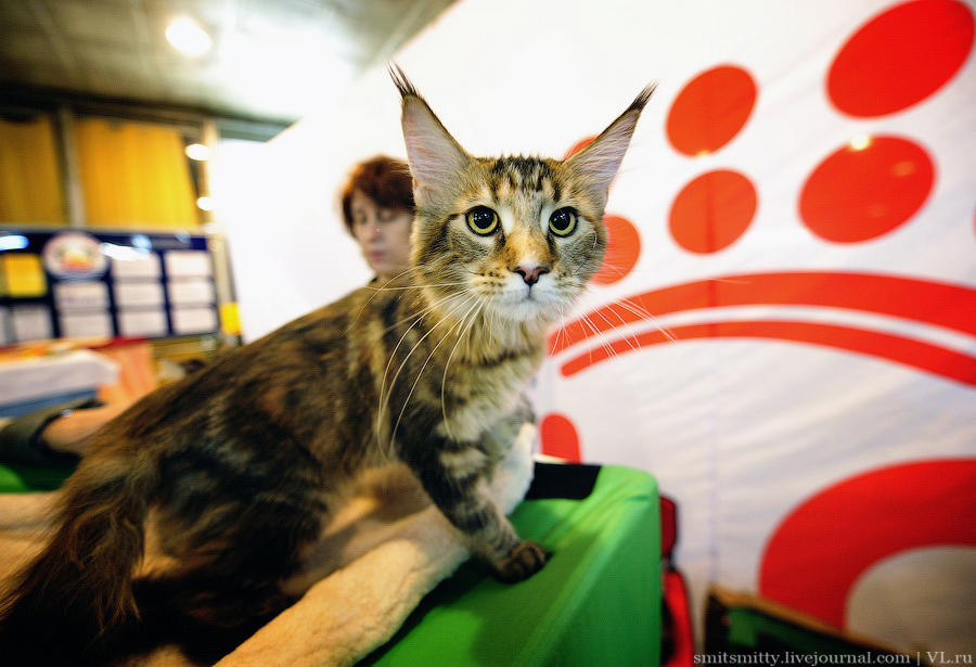 Выставка породистых кошек во Владивостоке коты и кошки, выставка, Владивосток