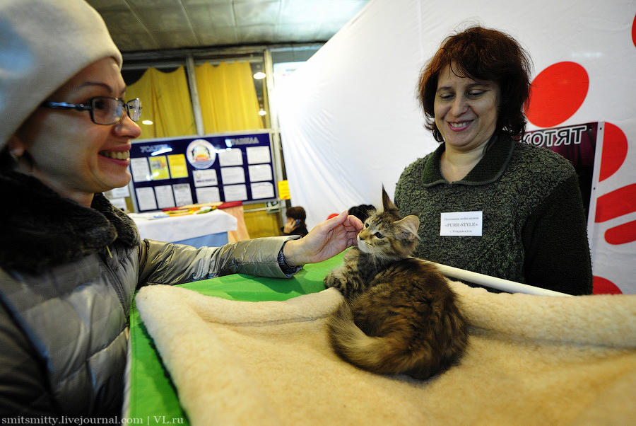 Выставка породистых кошек во Владивостоке коты и кошки, выставка, Владивосток