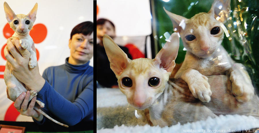 Выставка породистых кошек во Владивостоке коты и кошки, выставка, Владивосток