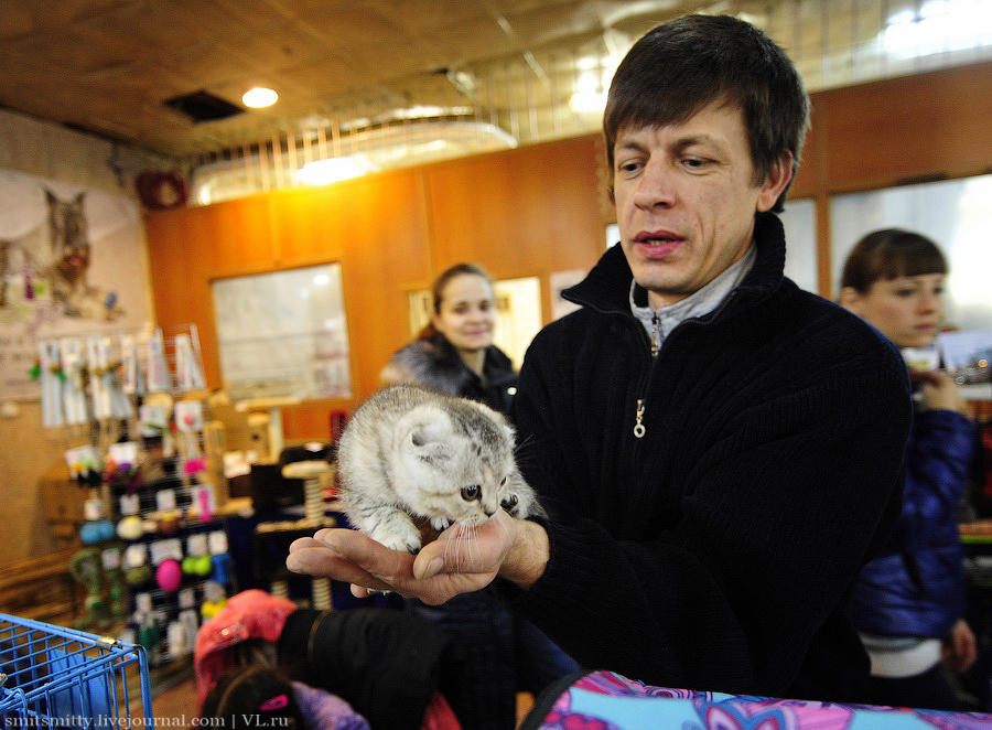 Выставка породистых кошек во Владивостоке коты и кошки, выставка, Владивосток