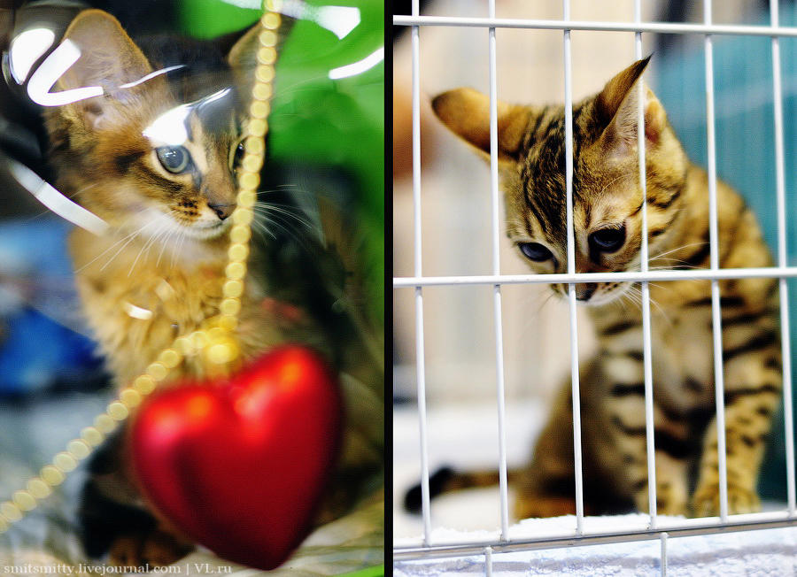 Выставка породистых кошек во Владивостоке коты и кошки, выставка, Владивосток