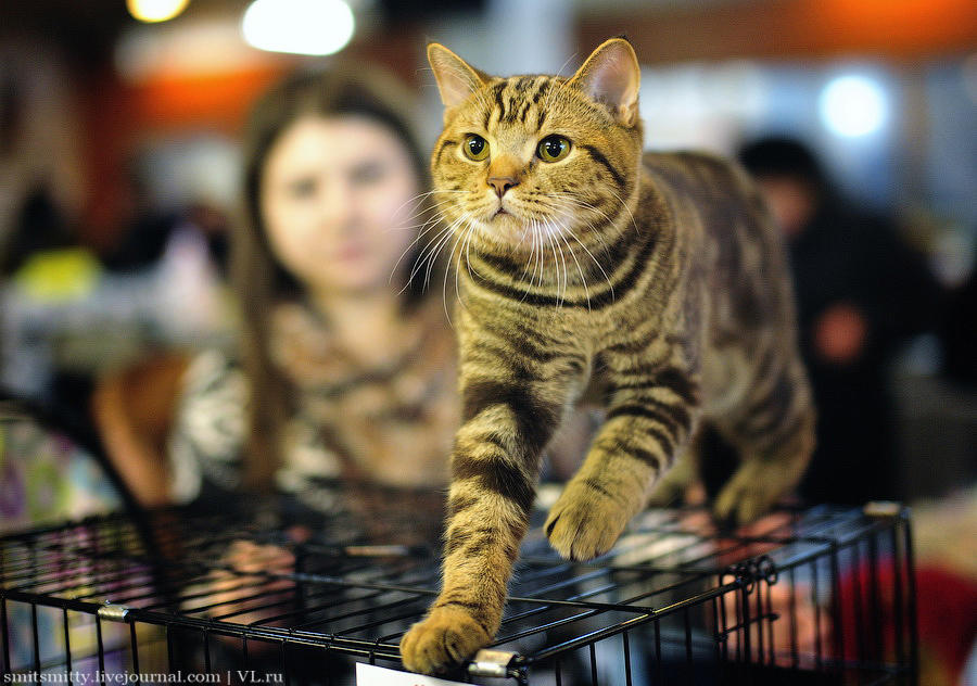 Выставка породистых кошек во Владивостоке коты и кошки, выставка, Владивосток