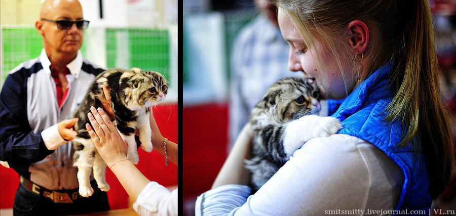 Выставка породистых кошек во Владивостоке коты и кошки, выставка, Владивосток