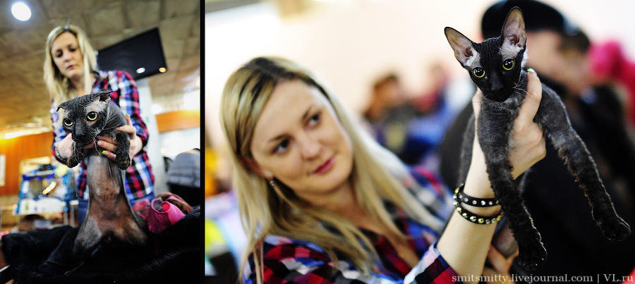 Выставка породистых кошек во Владивостоке коты и кошки, выставка, Владивосток