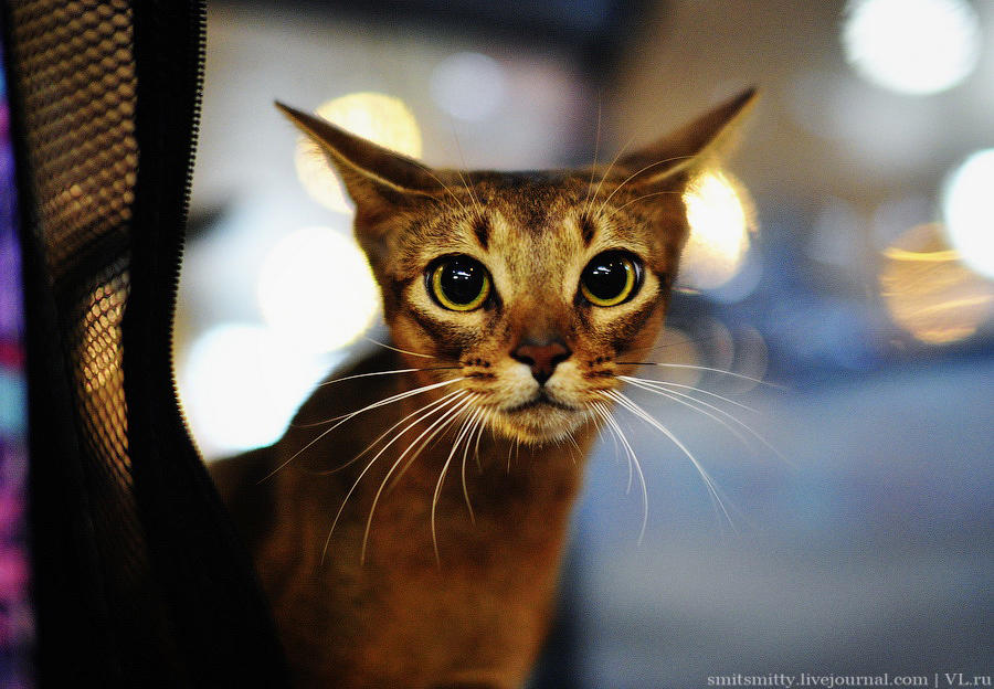 Выставка породистых кошек во Владивостоке коты и кошки, выставка, Владивосток