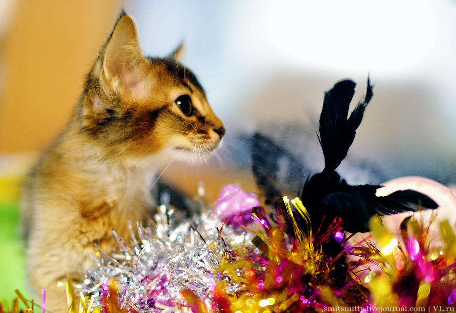 Выставка породистых кошек во Владивостоке коты и кошки, выставка, Владивосток