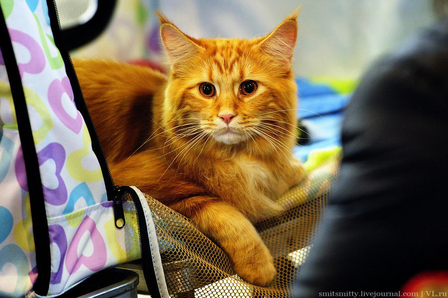 Выставка породистых кошек во Владивостоке коты и кошки, выставка, Владивосток