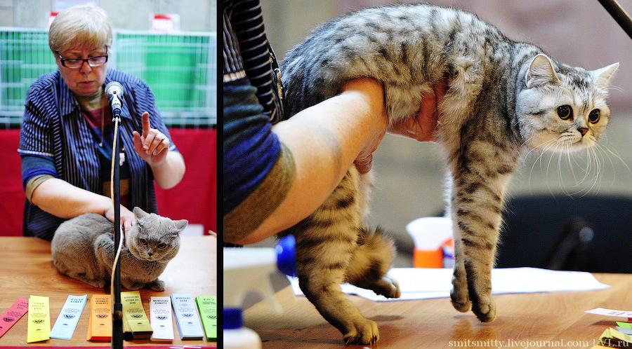 Выставка породистых кошек во Владивостоке коты и кошки, выставка, Владивосток