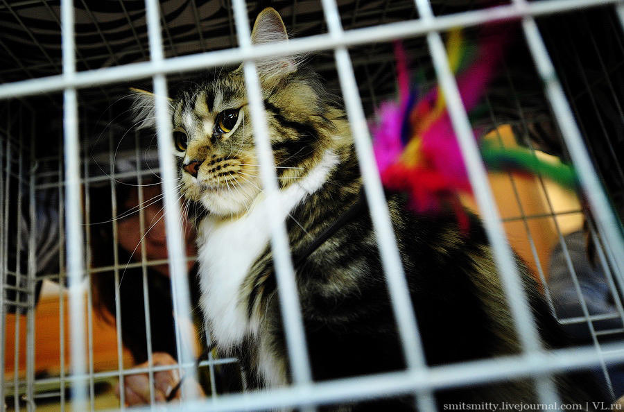Выставка породистых кошек во Владивостоке коты и кошки, выставка, Владивосток