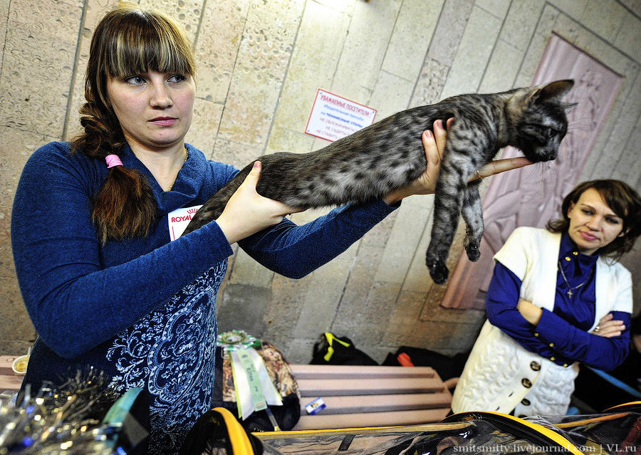 Выставка породистых. Выставка кошек Владивосток. Выставка породистых кошек. Музей Владивосток кошка. Кошки Владивосток порода.