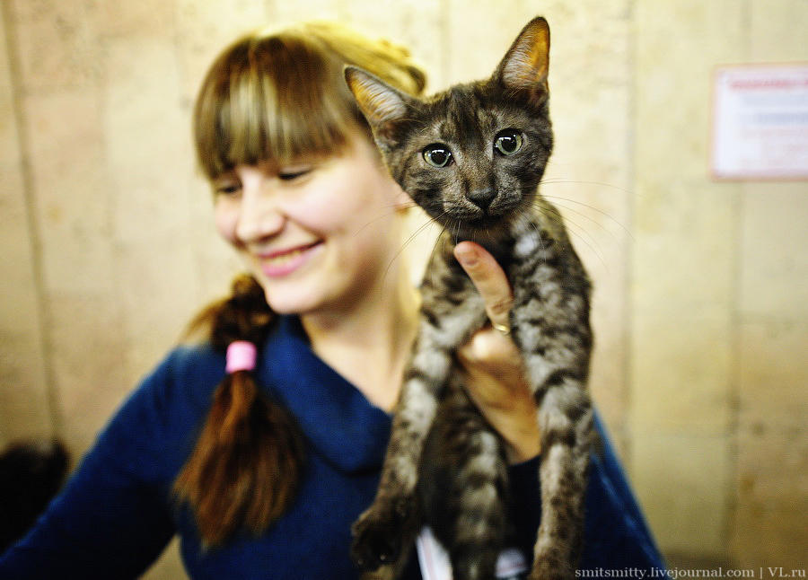 Выставка породистых кошек во Владивостоке коты и кошки, выставка, Владивосток