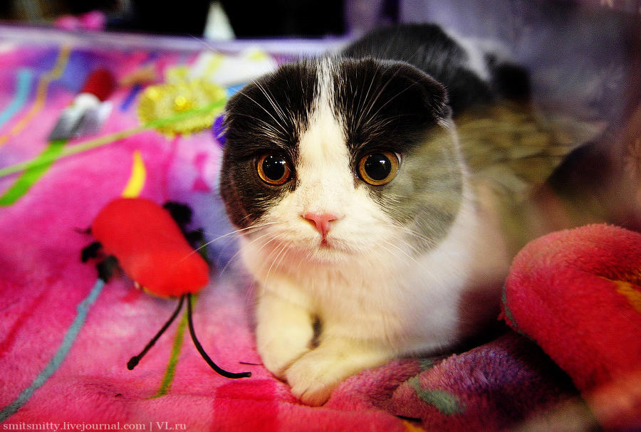 Выставка породистых кошек во Владивостоке коты и кошки, выставка, Владивосток