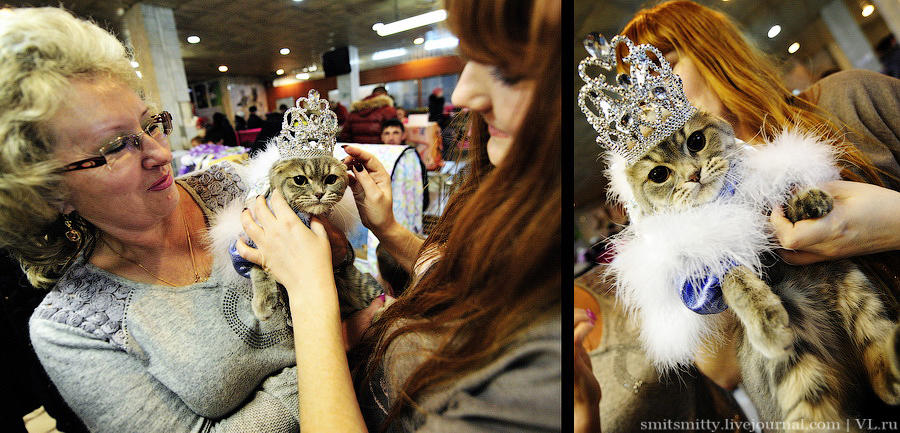 Выставка кошек во владимире. Выставка кошек Владивосток. Костюмированное шоу кошек. Шоу кошек Орел.
