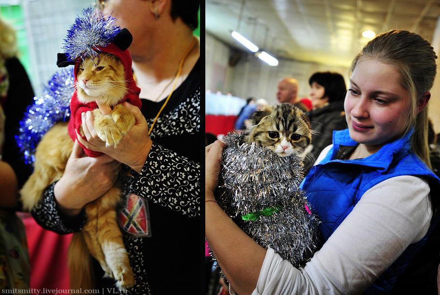 Выставка породистых кошек во Владивостоке коты и кошки, выставка, Владивосток