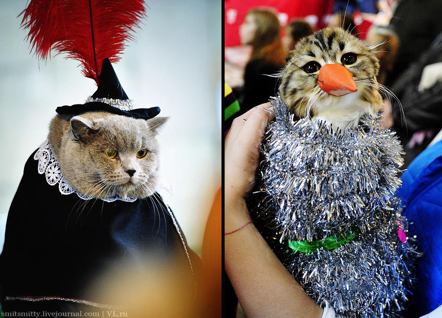 Выставка породистых кошек во Владивостоке коты и кошки, выставка, Владивосток