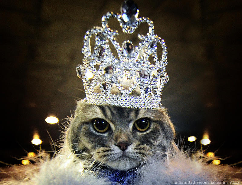 Королева миленькие. Кошка в короне. Кошка с короной на голове. Кошечка с короной. Котенок с короной на голове.