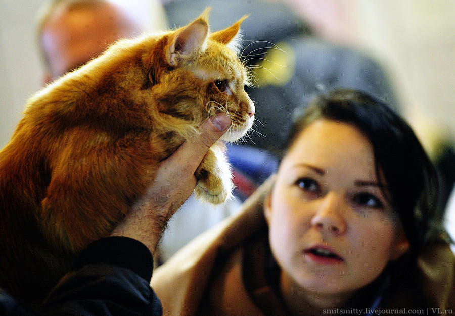 Выставка породистых кошек во Владивостоке коты и кошки, выставка, Владивосток