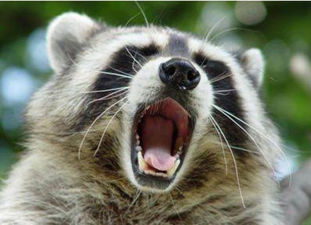 самые, странные, истории, связанных,  мужскими, половыми органами, пенисами, членами