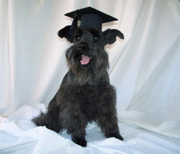 После выпускного, поиск работы, животные, фото, анимация