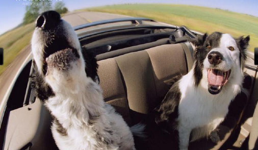 После выпускного, поиск работы, животные, фото, анимация