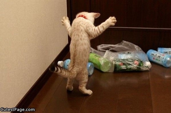 После выпускного, поиск работы, животные, фото, анимация