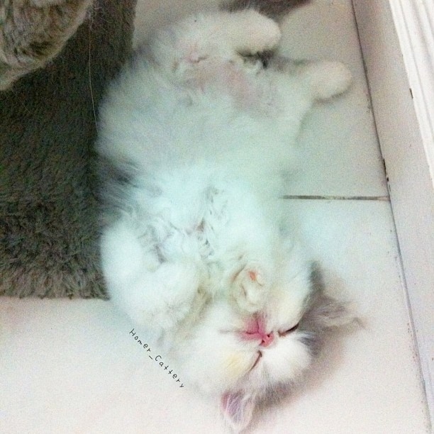 После выпускного, поиск работы, животные, фото, анимация