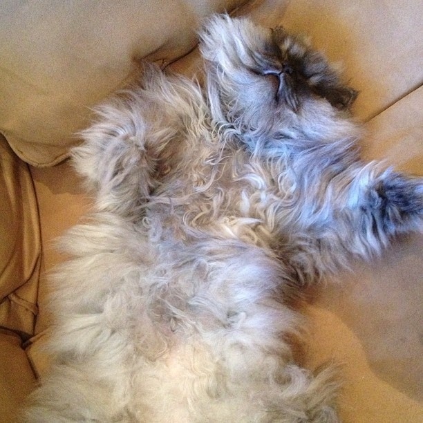 После выпускного, поиск работы, животные, фото, анимация