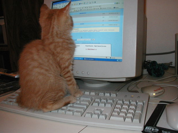 После выпускного, поиск работы, животные, фото, анимация