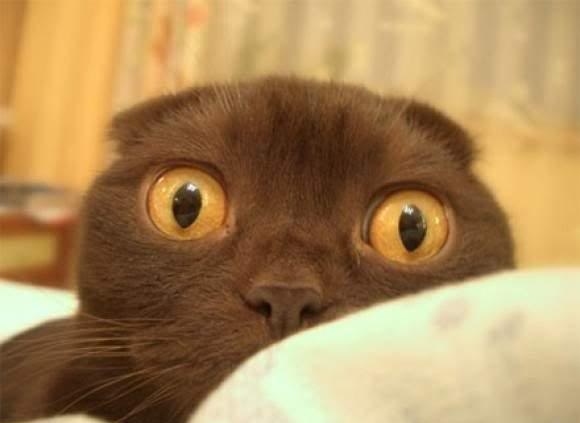 После выпускного, поиск работы, животные, фото, анимация