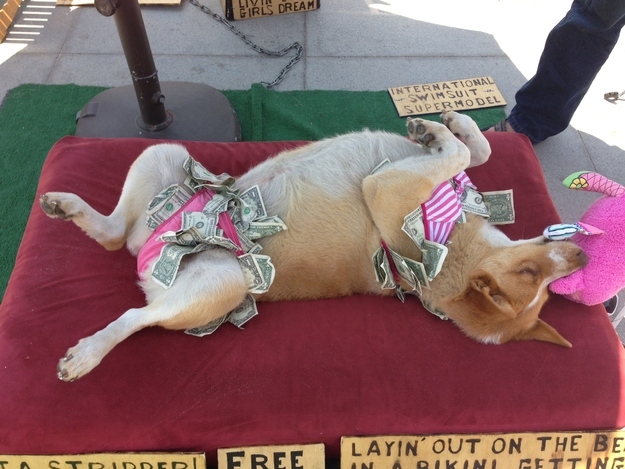 После выпускного, поиск работы, животные, фото, анимация