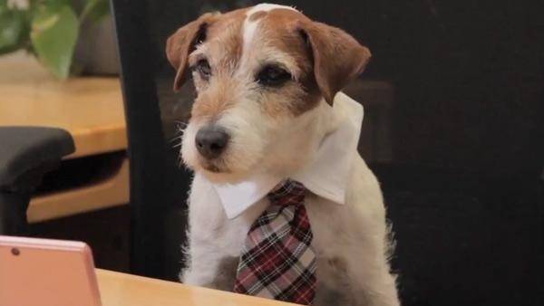 После выпускного, поиск работы, животные, фото, анимация